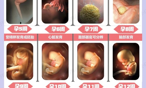 怀孕可以吃寿司饭吗？怀孕吃什么比较好